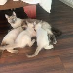 Oferta gato siamés