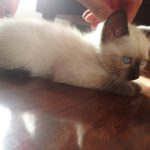 Vendo gatitos siameses