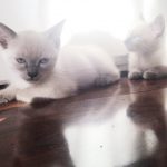 Venta gato siameses orientales