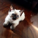 Venta gatos siameses originales