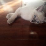 Comprar gatitos siameses