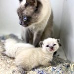 Venta camada gatos siameses