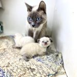 Venta gatitos siameses santiago chile
