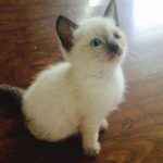 venta de gatos siameses blue point