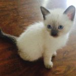 venta de gatos siameses seal point