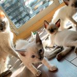 Venta de gatos siameses 2021
