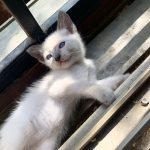 hermoso gatito siamés