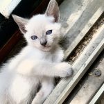 gatita siamés blue point