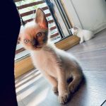 foto de gatito siames bebe