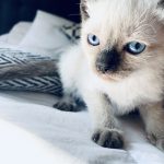 Comprar gatito siamés original