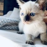 Compra gato siamés