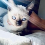 venta gato siamés