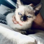 venta gatos siameses