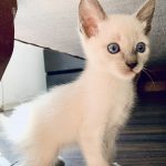 Camada gatitos siameses en venta