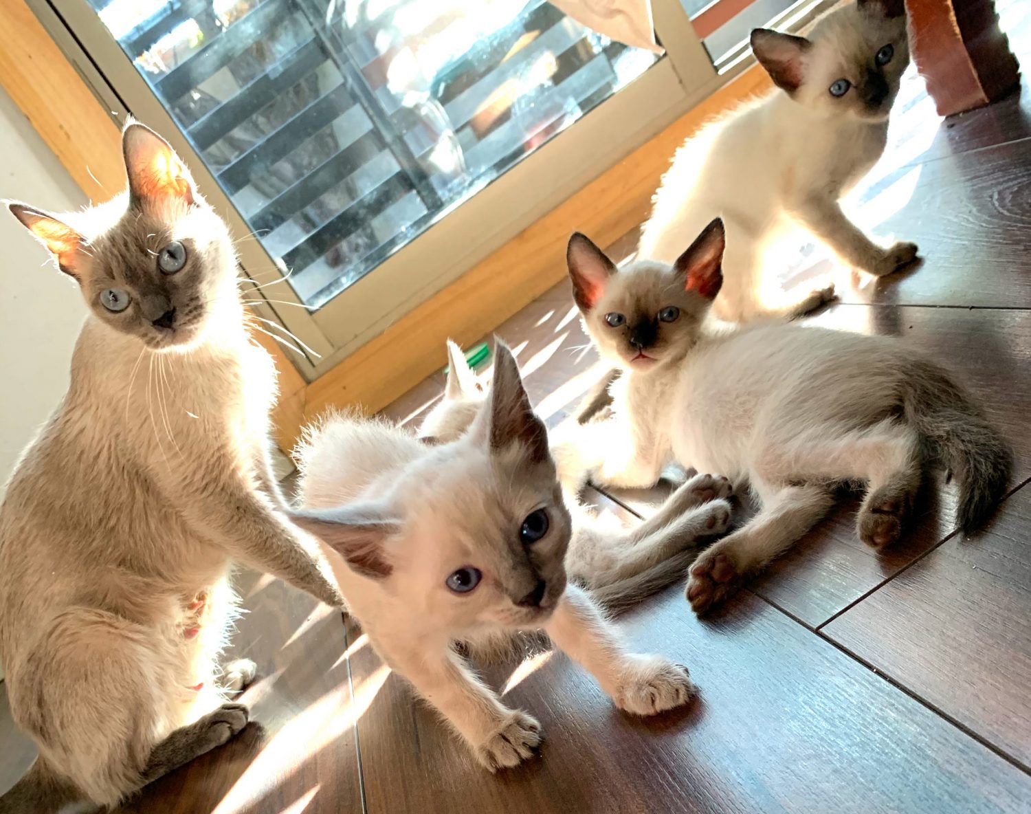 Gatos siameses bebe con su madre 