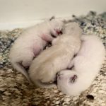 Gatitos siameses recien nacidos
