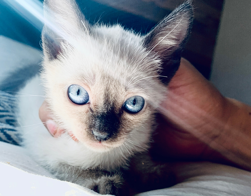 Fotografía de gatito siamés de un mes de vida