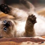 tierna foto de Gatito siamés bebe
