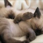 Gatito siamés bebe durmiendo