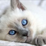 Gatito siamés bebe con hermosos ojos azules