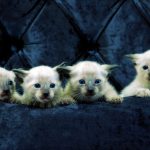 Gatitos siamés bebe