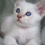 Gatita siamés bebe blue point
