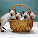 hermosa fotografía de Gatitos siamés bebe