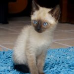 Gatito siamés bebe