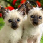 hermanos Gatitos siamés bebe