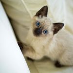 Gatito siamés bebe