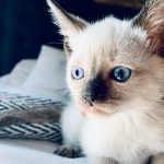 gato siames de 2 meses