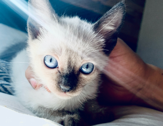 Como es el gato siamés