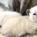 hermoso Gatito siamés bebe de una semana