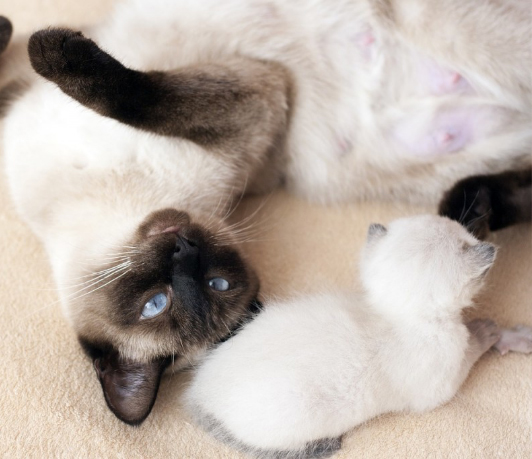 Gata siamés con su hijo