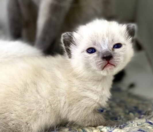 bebe siamés de unos días