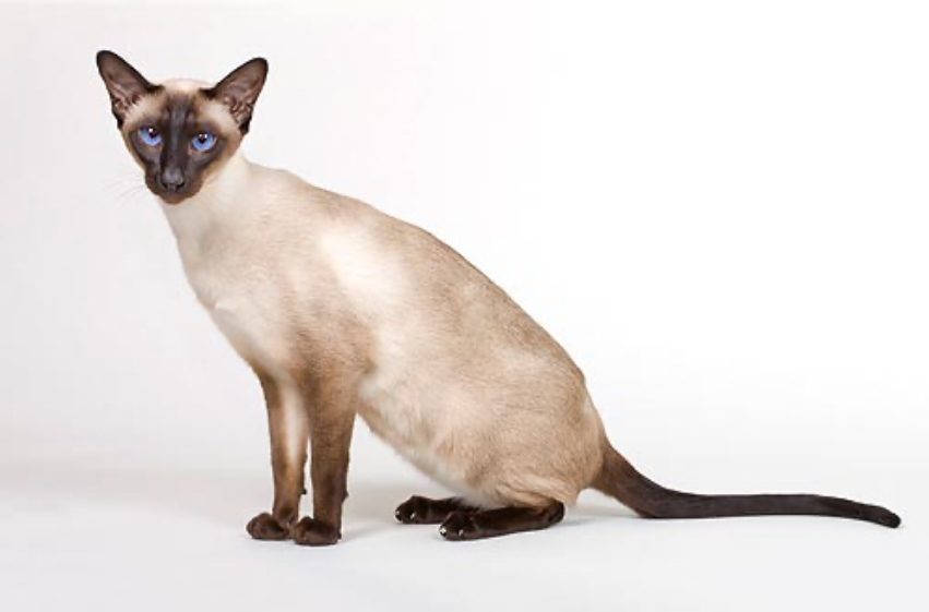 gato siamés puro moderno u oriental