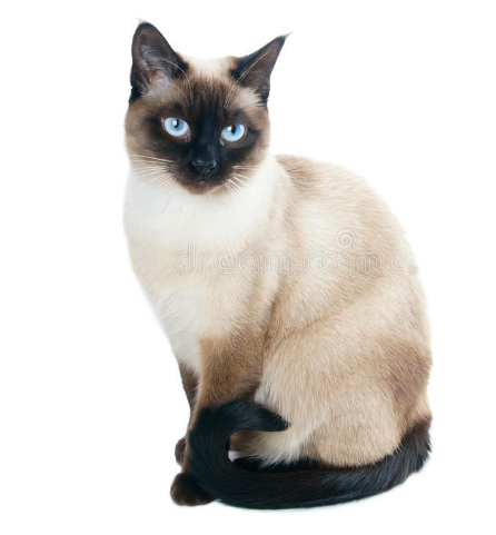 imagen de gato siamés original