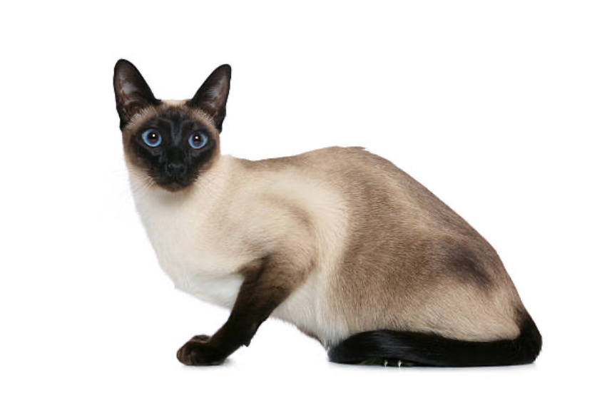 gato siames puro thai tradicional
