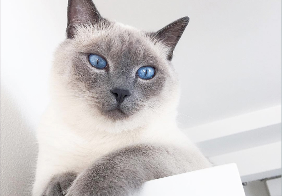 Gato siamés puro - blue point