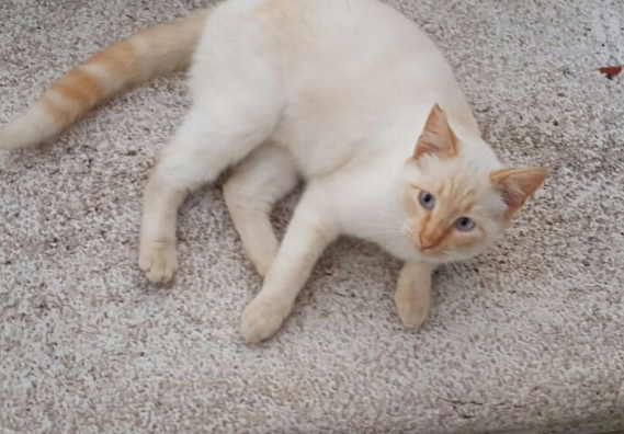 Gato siamés puro - red point