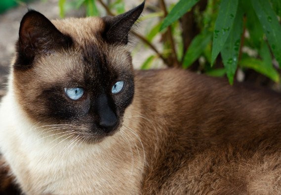 Gato siamés original seal point