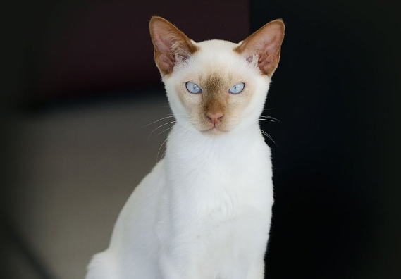 Gato siames autentico - canela point