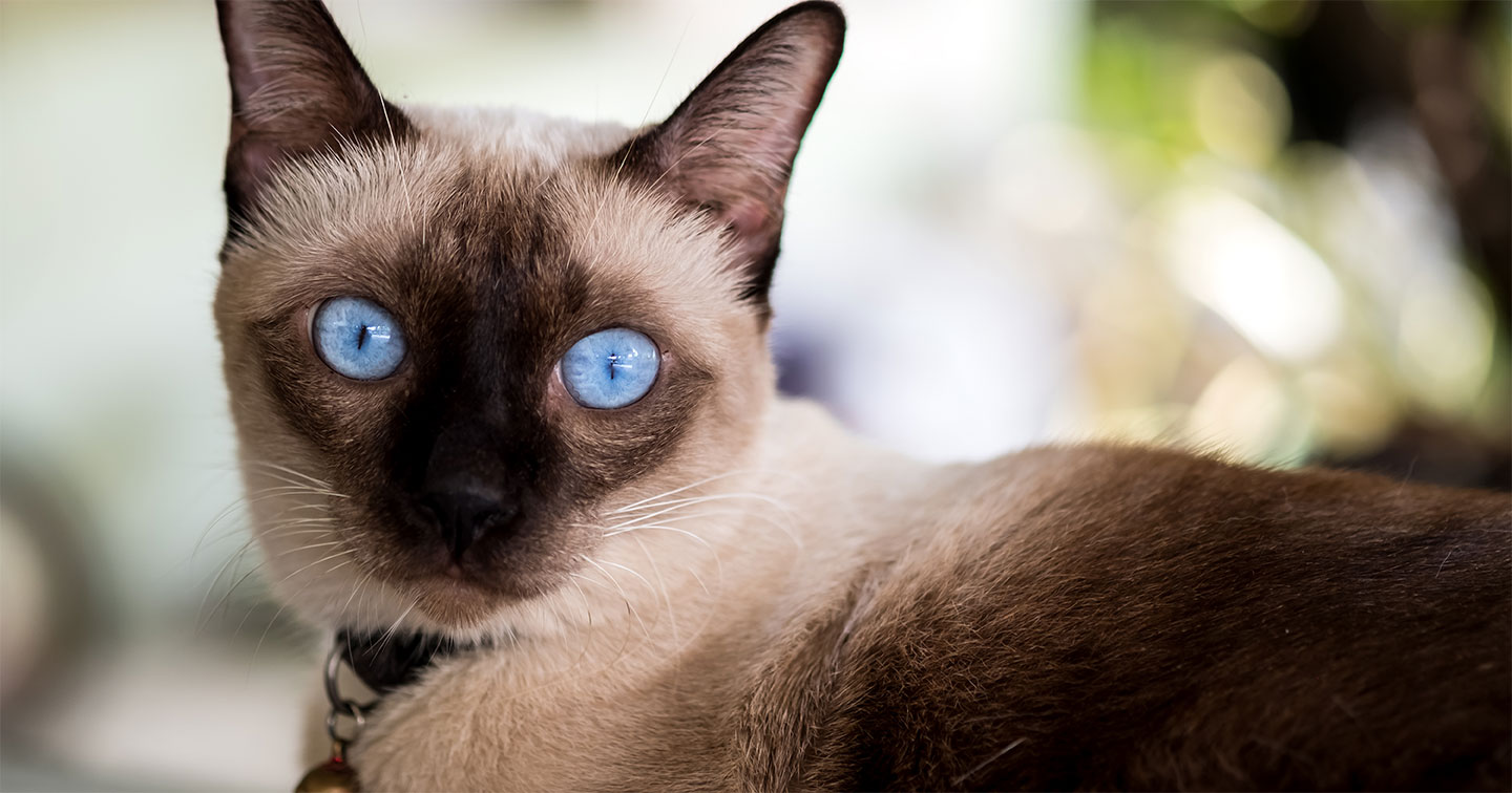 Gato con sus ojos expresa tranquilidad 