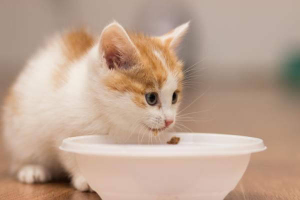 gato siamés con su bebé